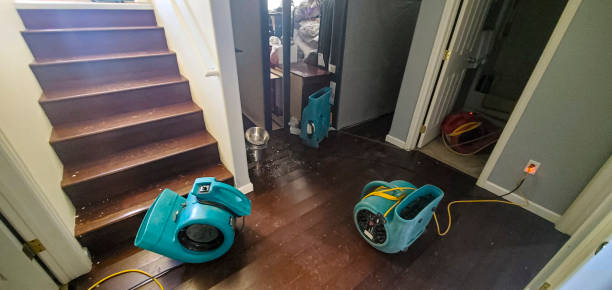 Best Mold removal after water damage  in Lowellville, OH